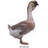 ��βͬ��ʨͷ�� ������ݣ�����