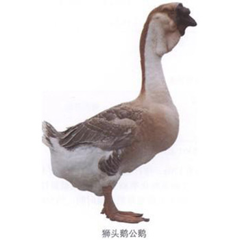 ��βͬ��ʨͷ�� ������ݣ�����